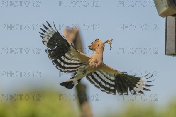 A Eurasian hoopoe (Upupa epops) arrives at the nest box in flight with open wings. Burkheim am Kaiserstuhl, Emmendingen, Freiburg im Breisgau, Baden-Württemberg, Germany, Europe