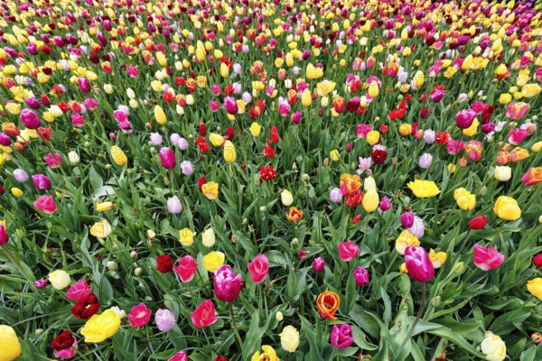 Different coloured tulips (Tulipa), colourful tulip bed, Keukenhof gardens, Lisse, Bollenstreek, South Holland, Netherlands