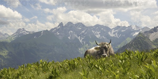 Allgäu brown cattle (Bos primigenius taurus) on the Fellhorn, behind them the Allgäu main ridge with Trettachspitze, Mädelegabel, Bockkarkopf and Hochfrottspitze, Allgäu Alps, Allgäu, Bavaria, Germany, Europe