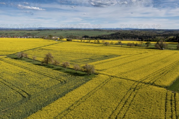 Rape fields, Eutingen im Gäu, drone image, Black Forest, Baden-Württemberg, Germany, Europe
