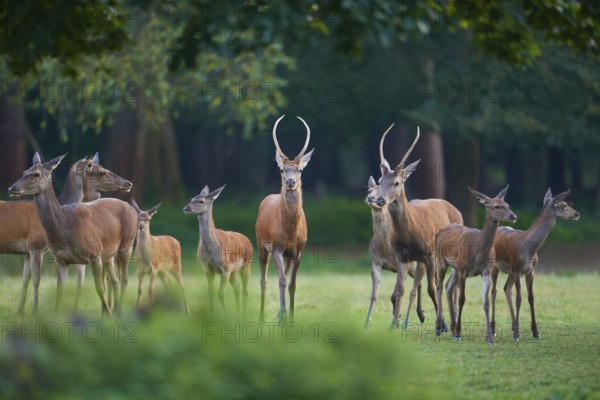 Red deer (Cervus elaphus), peaceful herd of deer standing vigil in a green forest meadow, Germany, Europe
