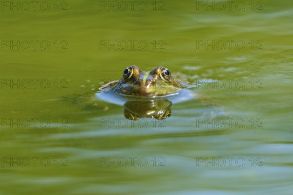 Grass frog (Rana temporaria), looking out of the water surface of a pond surrounded by greenery, France, Europe