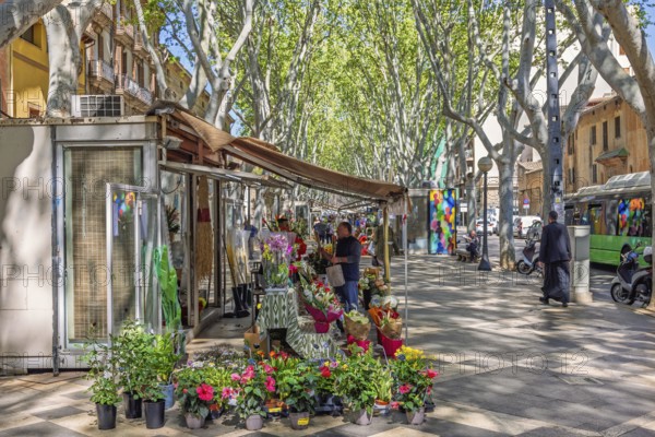 La Rambla a famous avenue with walking people among the flower shops in the city of Palma, Palma de Mallorca, Mallorca, Spain, Europe