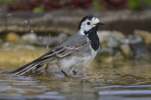 White wagtail (Motacilla alba), male bathing, biosphere reserve, Swabian Alb, Baden-Württemberg, Germany, Europe