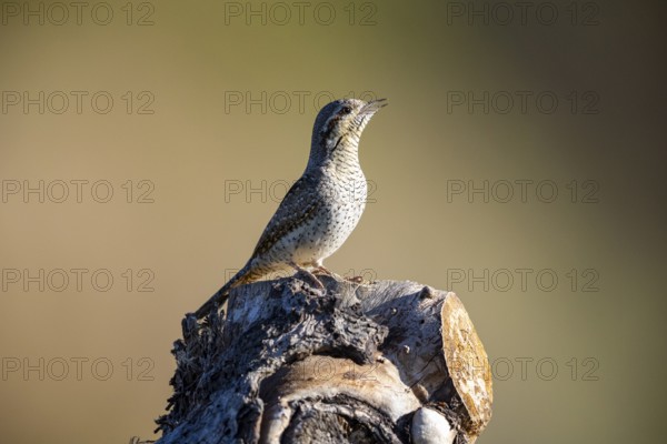 Eurasian wryneck (Jynx torquilla) Germany