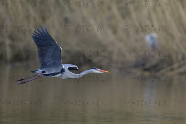 Grey heron (Ardea cinerea), adult heron in flight in front of reeds, Neckar valley, Baden-Württemberg, Germany, Europe