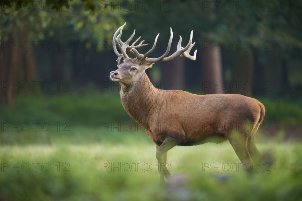 A proud red deer (Cervus elaphus), with antlers at dusk, Germany, Europe