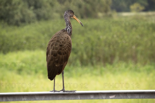 Wattled crane (Aramus guarauna) in the nature reserve Reserva Ecologica Ciudad Universitaria Costanera Norte, Buenos Aires, Argentina, South America