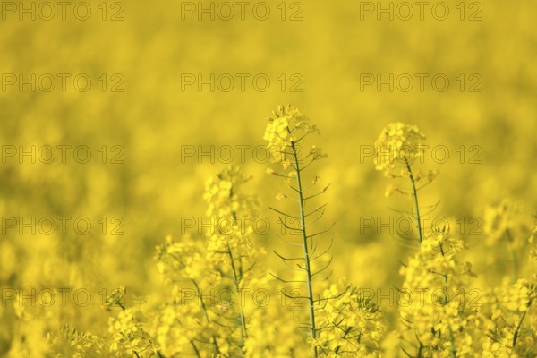 Rape field in bright yellow, blurred background, rural atmosphere, Baden-Württemberg, Germany, Europe