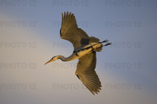 Grey heron (Ardea cinerea), adult heron in flight, evening light, Neckar valley, Baden-Württemberg, Germany, Europe