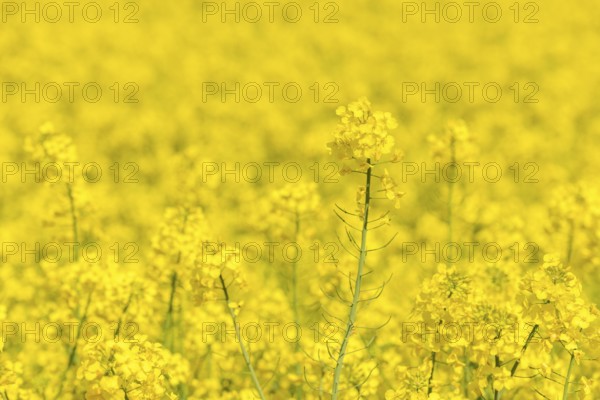 Individual rapeseed stalks stand in front of a sea of yellow flowers, Baden-Württemberg, Germany, Europe