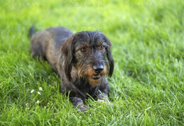 Rough-haired dachshund (Canis lupus familiaris) male, 4 years old, animal portrait, lying on a meadow, Stuttgart, Baden-Württemberg, Germany, Europe
