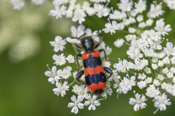 Bee beetle (Trichodes apiarius) on a goutweed flower, Bavaria, Germany, Europe