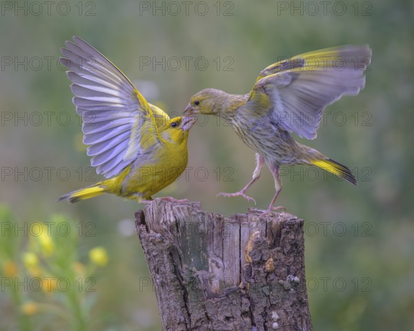 Greenfinch (Chloris chloris), arguing, biosphere reserve, Swabian Alb, Baden-Württemberg, Germany, Europe