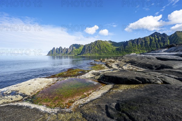 Green algae in a tidal pool, rocky coast of Tungeneset, Devil's Teeth, Okshornan, Ersfjorden, Senja Island, Troms, Norway, Europe