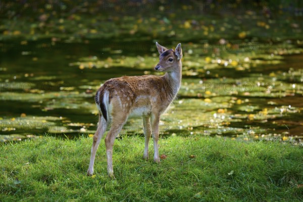 Fallow deer (Dama dama), standing near a pond on green grass, Germany, Europe