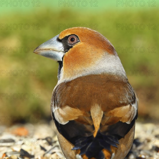 Hawfinch (Coccothraustes coccothraustes), male, animal portrait, North Rhine-Westphalia, Germany, Europe