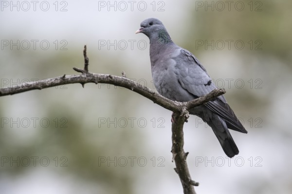 Stock Dove (Columba oenas), Emsland, Lower Saxony, Germany, Europe