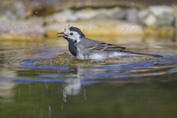 White wagtail (Motacilla alba), male bathing, biosphere reserve, Swabian Alb, Baden-Württemberg, Germany, Europe