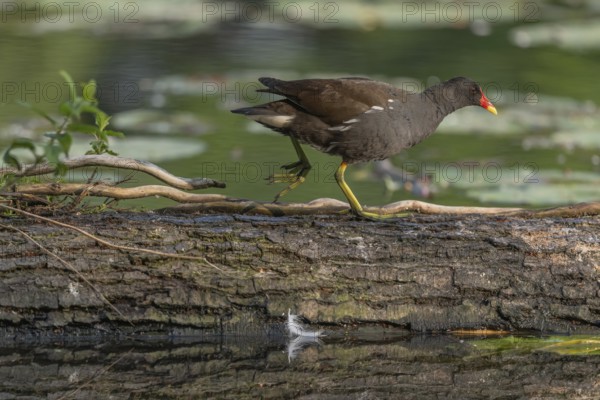 A bog hen (Gallinula chloropus) runs over a tree trunk to her chicks in her nest. Bas rhin, Alsace, grand est, France, Europe