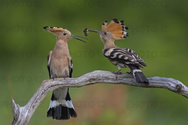 Hoopoe (Upupa epops) Bird of the Year 2022, male with food for his female, bridal gift, pair formation, courtship, foraging, erected bonnet, pair, breeding den, sunrise, interaction, flying, begging for food, climate change, Middle Elbe Biosphere Reserve, Saxony-Anhalt, Germany, Europe