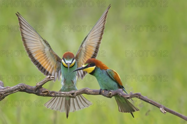 Bee-eater (Merops apiaster) new resident in Saxony-Anhalt, male and female, courtship, pair, blaze of colour, approaching, flying, wings spreading, sunrise, Germany, Europe