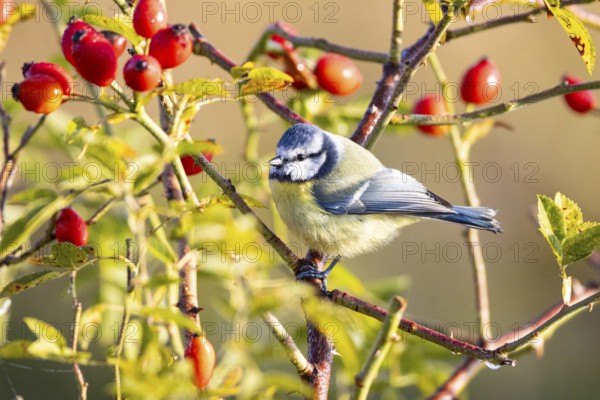 Blue tit (Parus caeruleus) Germany