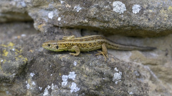 Sand lizard (Lacerta agilis), female, resting on a stone of a dry stone wall, Neckar valley, Baden-Württemberg, Germany, Europe