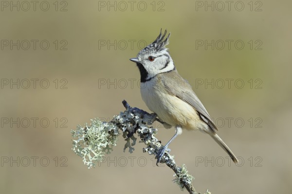 Crested Tit (Lophophanes Scalloped ribbonfish), on a branch overgrown with lichen, Wilnsdorf, North Rhine-Westphalia, Germany, Europe