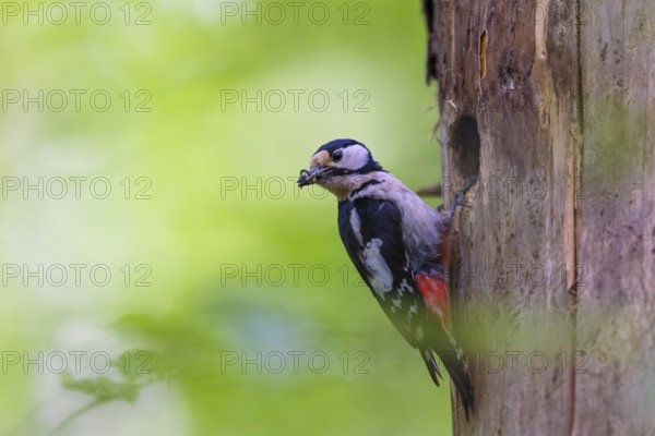 Pileated Woodpecker (Dendrocopos major) at the breeding cavity, Piciformes, Göggingen, Krauchenwies, Landkreis Sigmaringen, Baden-Württemberg, Baden-Württemberg, Germany, Europe