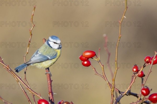 Blue tit (Parus caeruleus) Germany