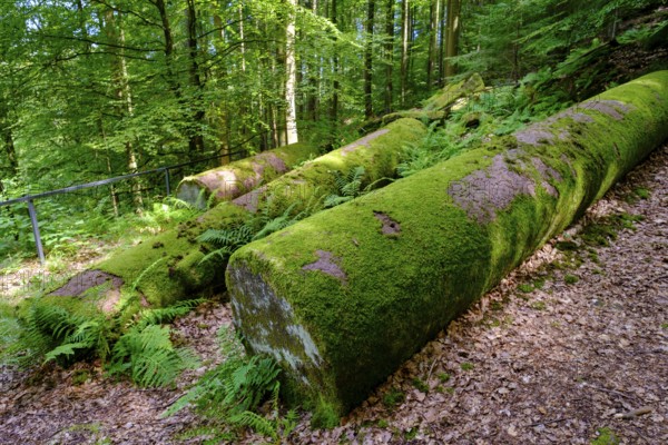 Hay columns, Mainbullau near Miltenberg, Odenwald, Lower Franconia, Franconia, Bavaria, Germany, Europe
