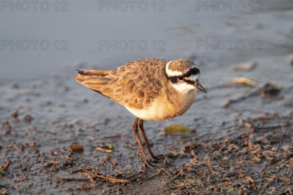 Three-banded plover (Charadrius tricollaris), in the morning light, Kruger National Park, South Africa, Africa