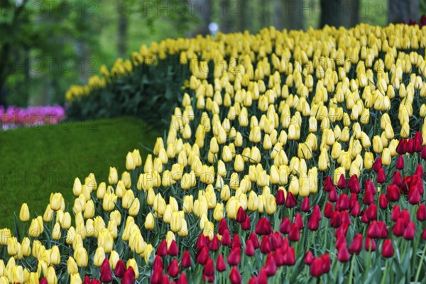 Red and yellow tulips (Tulipa), colourful tulip bed, Keukenhof gardens, Lisse, Bollenstreek, South Holland, Netherlands