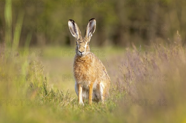 European hare (Lepus europaeus) Flowering meadow as habitat, foraging on a country lane, open landscape, hare's ears, Easter hare, Saxony-Anhalt, Germany, Europe