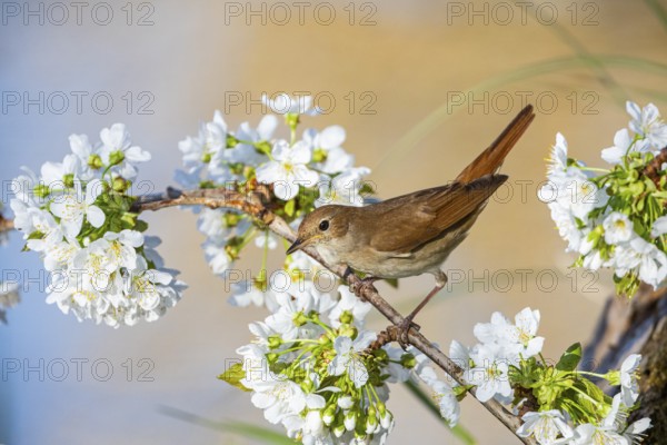 Nightingale (Luscinia megarhynchos) Germany