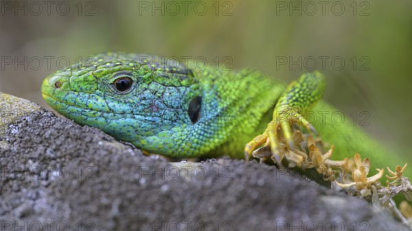 Western green lizard (Lacerta bilineata), animal portrait, resting on a stone of a dry stone wall, Neckar valley, Baden-Württemberg, Germany, Europe