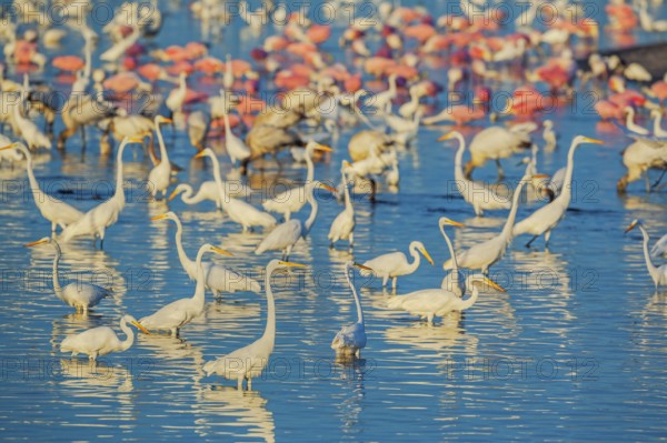 Group of Great white egrets (Ardea alba) and Roseate Spoonbills (Platalea ajaja) fishing, Sanibel Island, J.N. Ding Darling National Wildlife Refuge, Florida, USA, North America