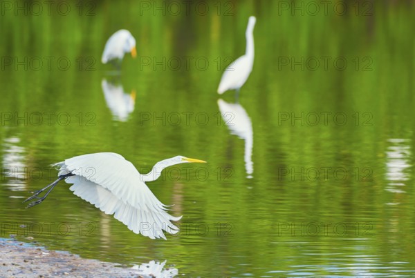Great white egret (Ardea alba) in flight, Sanibel Island, J.N. Ding Darling National Wildlife Refuge Florida, USA, North America
