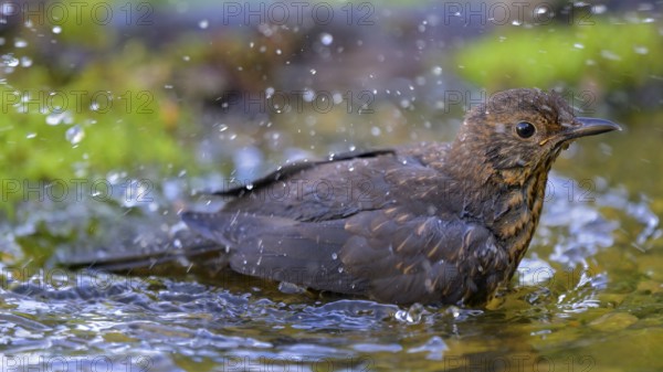 Blackbird (Turdus merula), female bathing, biosphere reserve, Swabian Alb, Baden-Württemberg, Germany, Europe