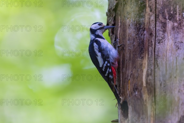 Pileated Woodpecker (Dendrocopos major) at the breeding cavity, Piciformes, Göggingen, Krauchenwies, Landkreis Sigmaringen, Baden-Württemberg, Baden-Württemberg, Germany, Europe