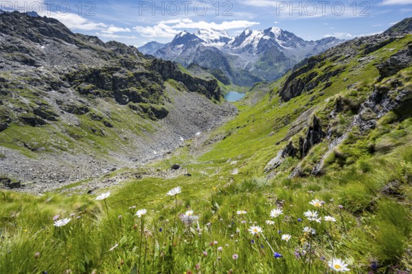 Flowers and view of mountain lake Lac du Louvie and glaciated mountain peaks of the Grand Combine, Valais Alps, Val de Bagnes, Valais, Switzerland, Europe