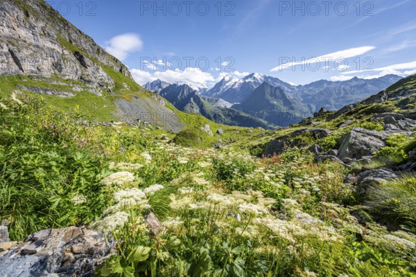 Flower meadow and view from the Cabane du Louvie to glaciated mountain peaks of the Grand Combine, Valais Alps, Val de Bagnes, Valais, Switzerland, Europe