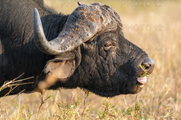Cape buffalo (Syncerus caffer caffer) eating grass, adult male, in dry grass, in the evening light, animal portrait, Kruger National Park, South Africa, Africa