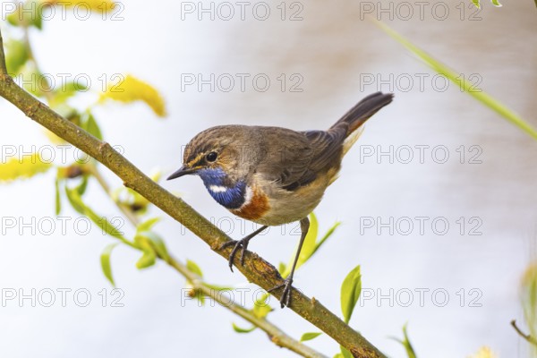 Bluethroat (Luscinia svecica cyanecula) ml Germany