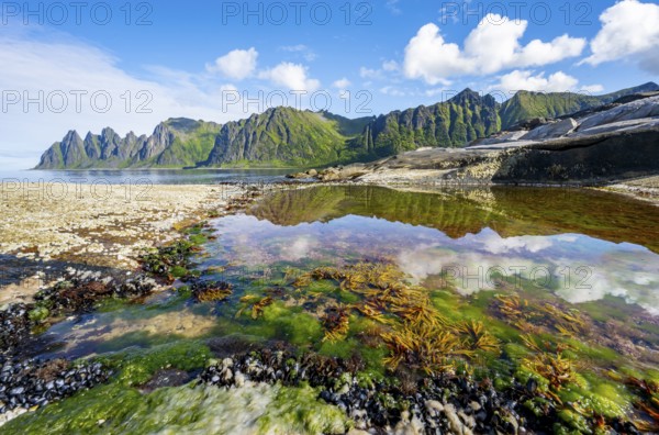 Green algae in a tidal pool, rocky coast of Tungeneset, Devil's Teeth, Okshornan, Ersfjorden, Senja Island, Troms, Norway, Europe