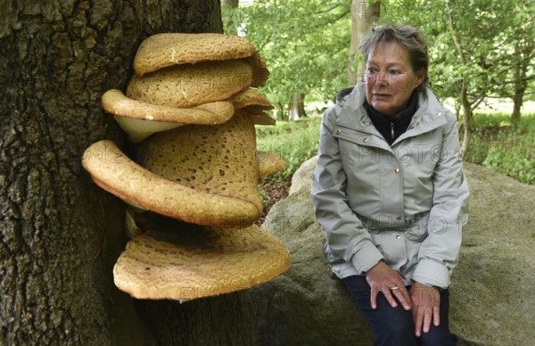 Woman and tree fungus dryad's saddle, dryad's saddle (Cerioporus squamosus), on an old tree trunk