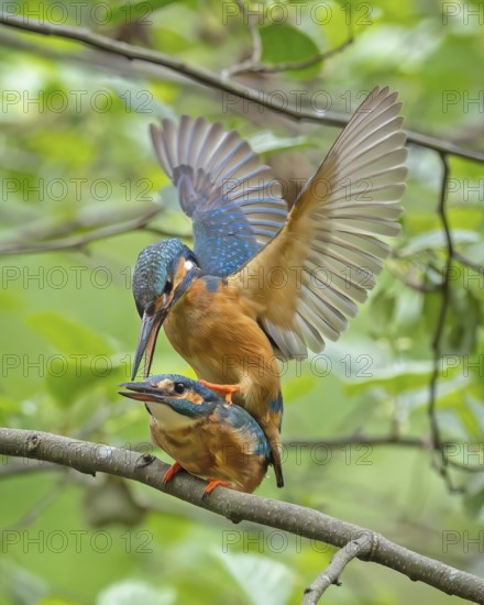 Kingfisher (Alcedo atthis) Indicator of clean watercourses, male and female at sunrise, perched on branch, courtship, mating, pair formation, habitat, Flying Gem, Middle Elbe River Landscape, Middle Elbe Biosphere Reserve, Saxony-Anhalt, Germany, Europe