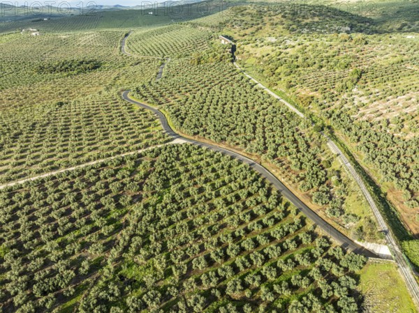 Cycle path Via Verde Del Aceite (right), old railroad track passes through olive fields, near village Cabra, Andalusia, Spain, Europe