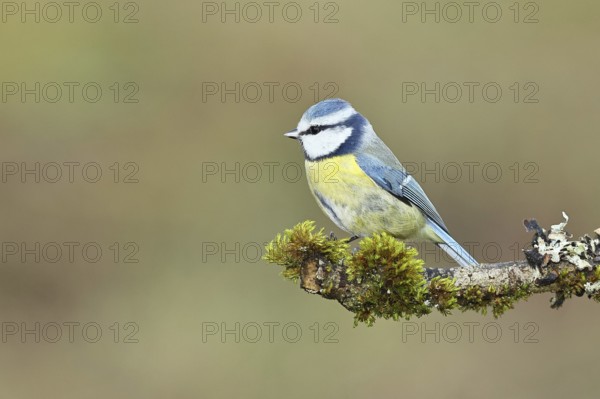 Blue tit (Parus caeruleus), sitting on a branch overgrown with lichen and moss, Wilnsdorf, North Rhine-Westphalia, Germany, Europe